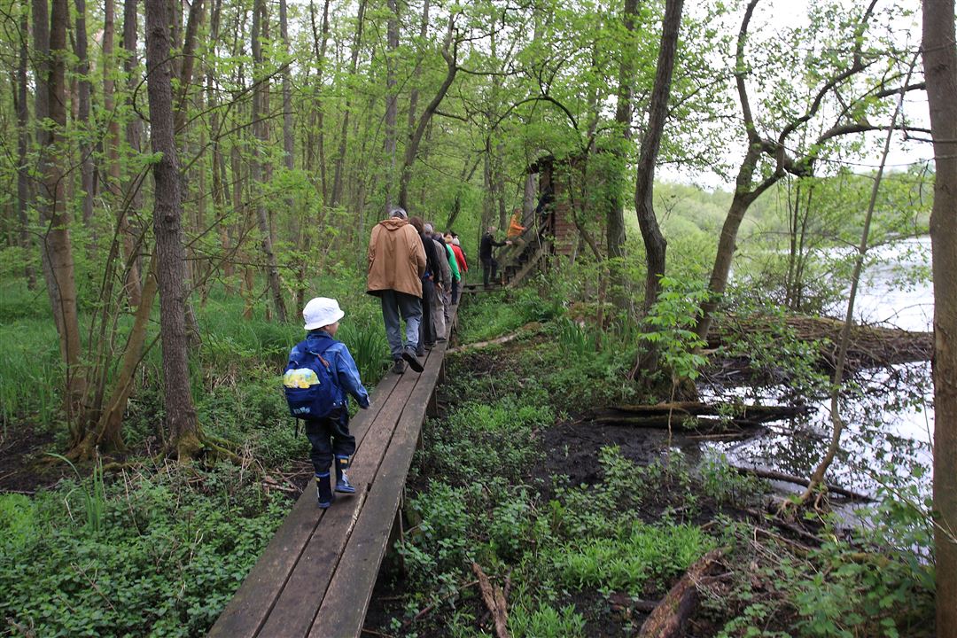 Steg im Weingartener Moor Kursfoto